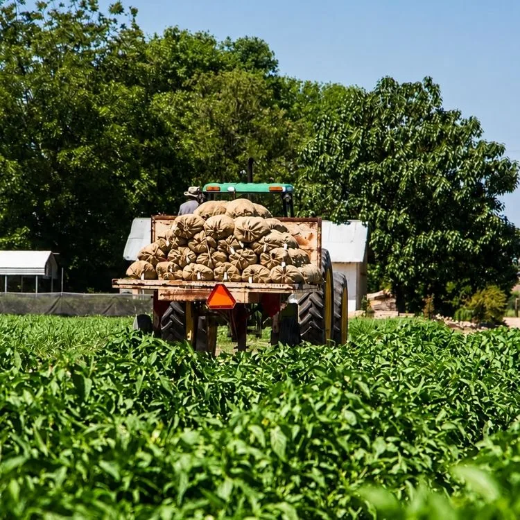 Farm tractor hauling harvested chile sacks in Hatch, New Mexico