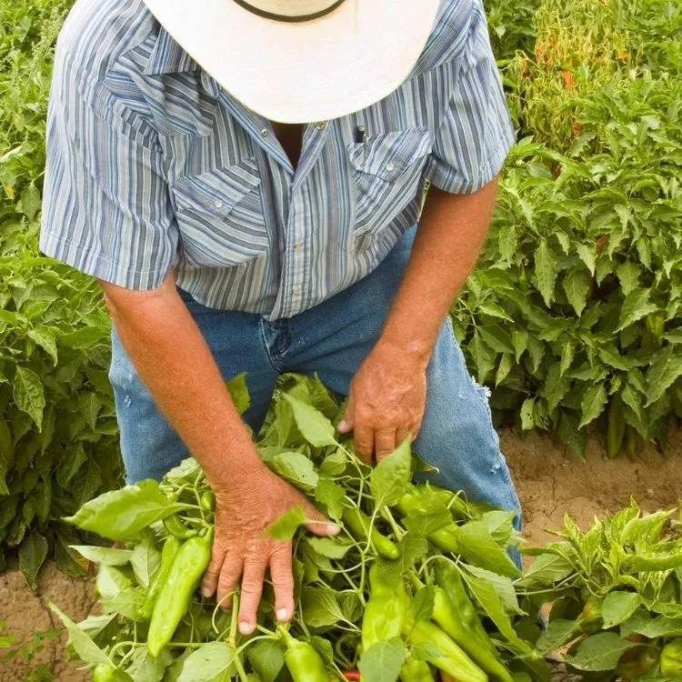 Farm worker harvesting fresh green chile in a Hatch Valley field